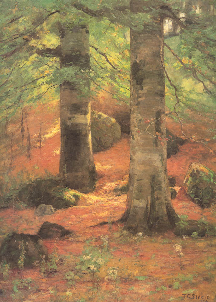 Vernon Beeches